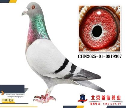 ���ԭ�������������������׻�Ѫ307