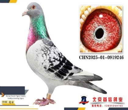 ����ԭ������003ֱϵ246