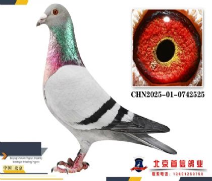 ����ԭ���Ӵ�525