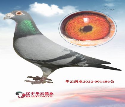 Ӣ��˹�����ֹ� �ƽ����ֱ��X��ƥŵ�ܡ�������ĸ