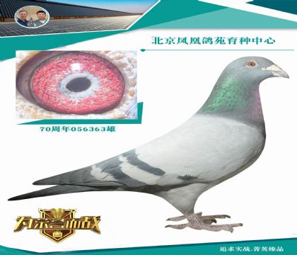 �W��ƥ��003ֱ�O X�Ͽ�����W��Ѫ�O �ٶ��c���� �Z�ڱ؂�