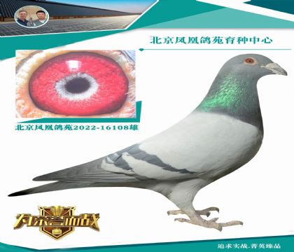 ���P������܊X�Ͽ�����W��Ѫ�O �o��Ѫϵ ����֮��