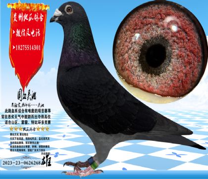 ��(gu��)Ѫ�������N����������һ����w���������z����(w��n)��