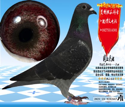 ��(gu��)Ѫ�������N����ɳ���������w���z����(w��n)��