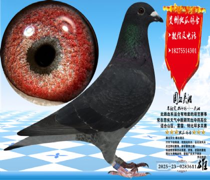 ��(gu��)Ѫ�������N���һ����w����������ɳ��(sh��)�H��Ư��