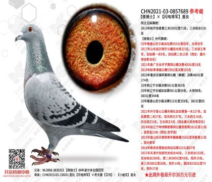 ҹ��ʿ�����罫��ֱŮ