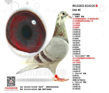 1����22-6216126