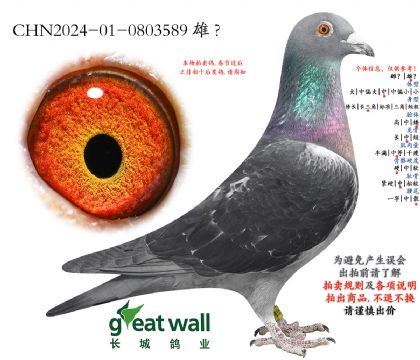 13.�����߸���31���Ӵ�.0803589