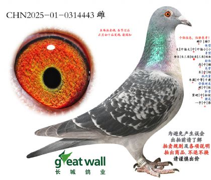 17.������Ѫϵ.0314443