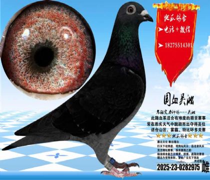 ��Ѫ�����������һ��ƣ�������������Ŵ��ȶ�����������