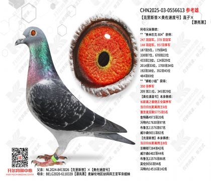 ������˹�ա������ٶȺš�ֱ�ӡ�Ư����