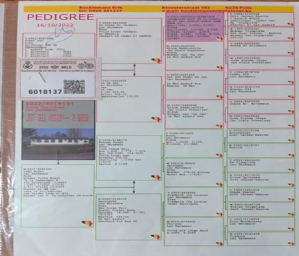 5.劲力杨x罗西女郎.6018137xx