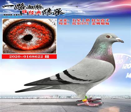 ������Ƭ