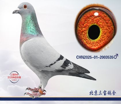 3.�ٰ�����Ѫ.2003535