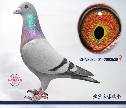 5.����С�ӽ�Ѫ.2003539