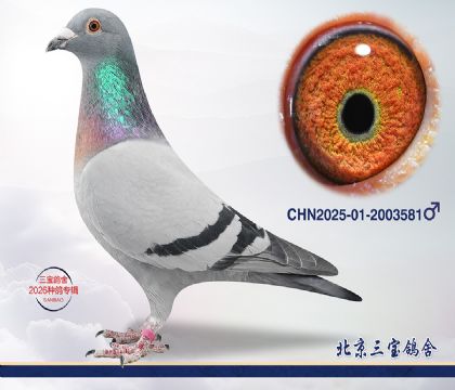 7.С����ƽ�Ѫ.2003581