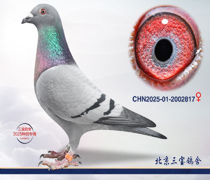 8.���Ƕ������c.2002817