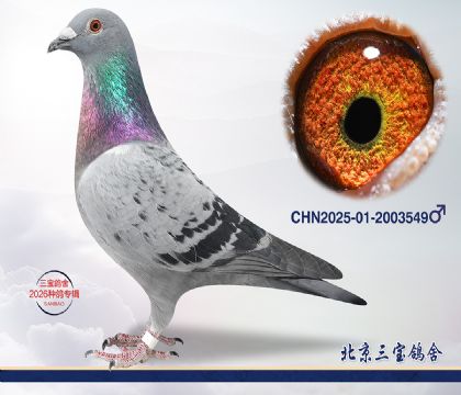 9.�°���ƥ��ƽ�����.2003549