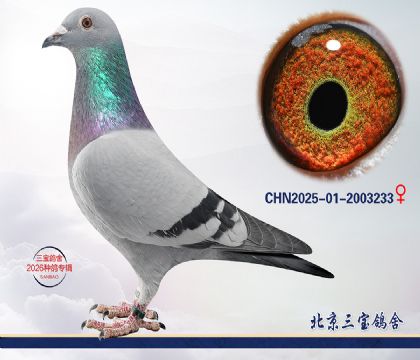 11.����С�ӽ�Ѫc.2003233