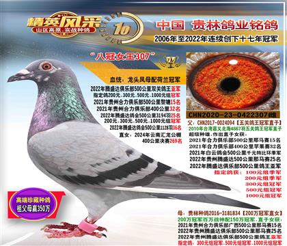 全姐:500公里鴿王亞軍