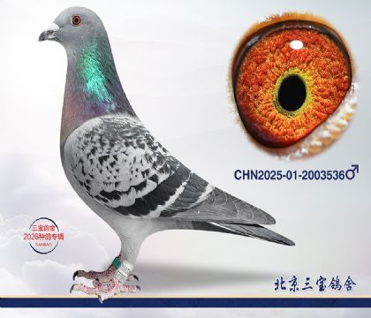 1.�ٰ�����Ѫ.2003536