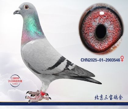 3.��������Ѫ.2003546