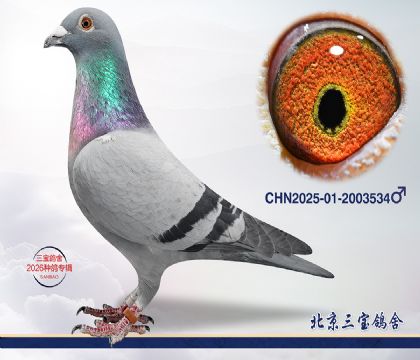 5.���ֿ�˹��Ѫ.2003534