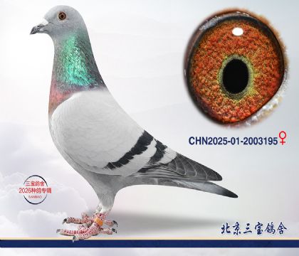 7.����x����c.2003195