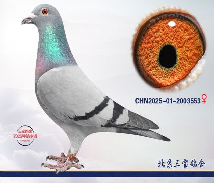 12.С����ƽ�Ѫ.2003553