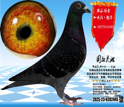 ʵս�������ֿݻ��ۣ������ָ�һ�����Ŵ��ȶ����鳲�ʸ�