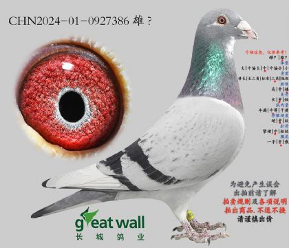 19.�¿����˻�Ѫ.0927386