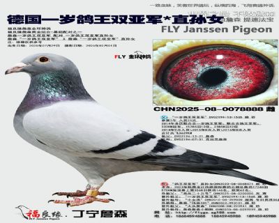 德國一歲鴿王雙亞軍X直孫女