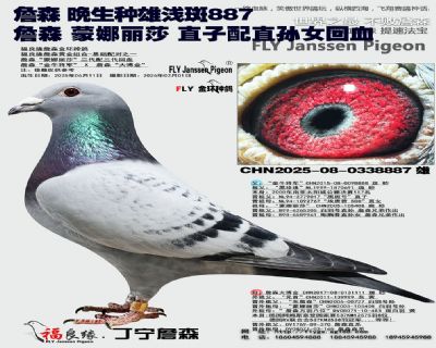 詹森 晚生種雄淺斑887