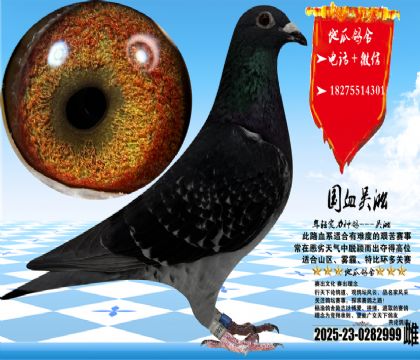 ʵս�����ݻ��۱��Ӻ�999�ƣ������ָ�һ����ү���Ѫ��