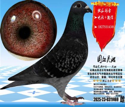 ��Ѫ�����ƣ�С�������һ��ƣ��ʺ�ɽ����Զ��