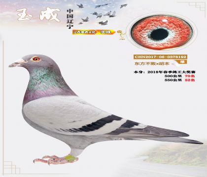 500����70����550����52�����|������x������