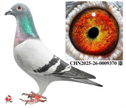 ����387��ƽ݅240��Ѫ