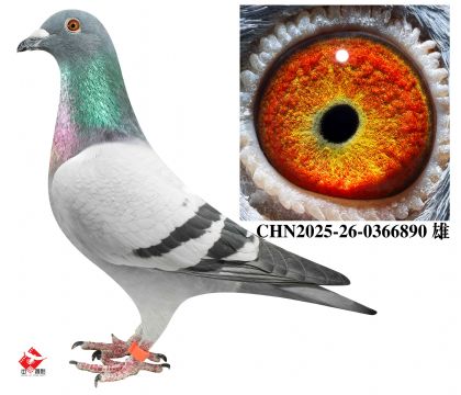 �Ĵ������Ӵ�