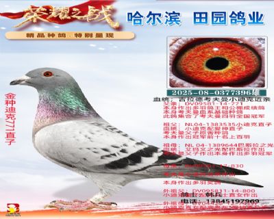 金種迪克771直子