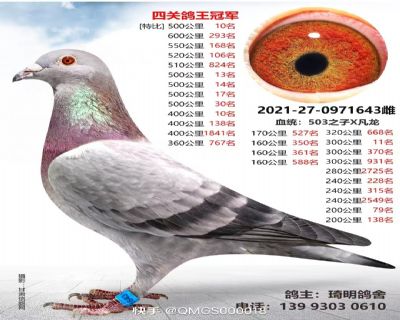 直子本身五關(guān)鴿王總冠