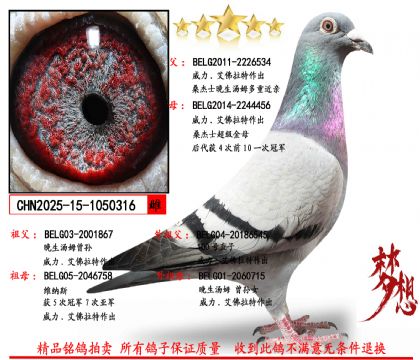 ɣ��ʿ������ķXɣ��ʿ������ĸ