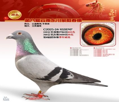 豪庭春棚決賽38名