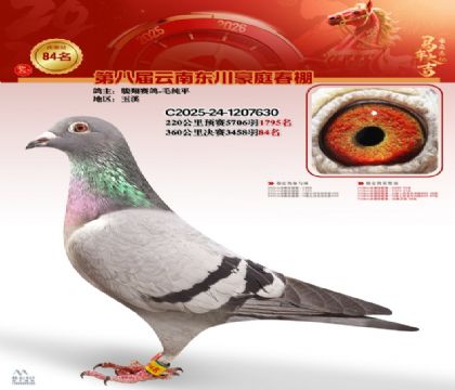 豪庭春棚決賽84名