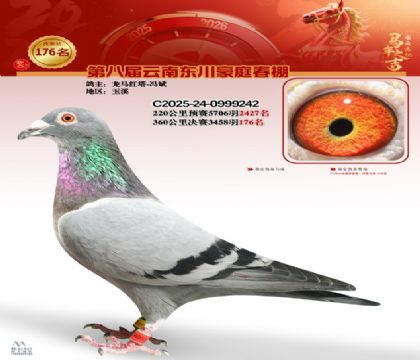 豪庭春棚決賽176名