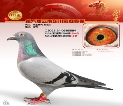 豪庭春棚决赛211名