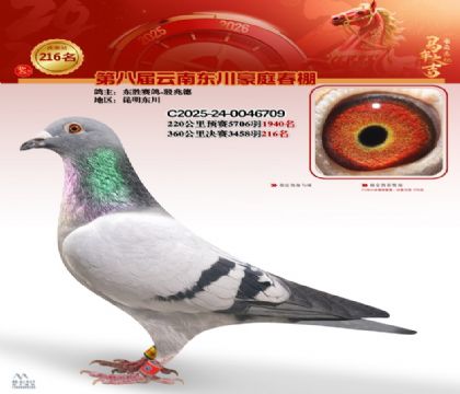 豪庭春棚决赛216名