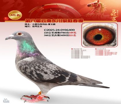 豪庭春棚决赛221名