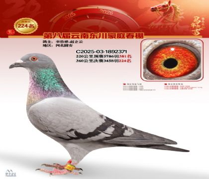 豪庭春棚决赛224名