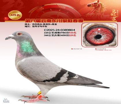 豪庭春棚决赛229名