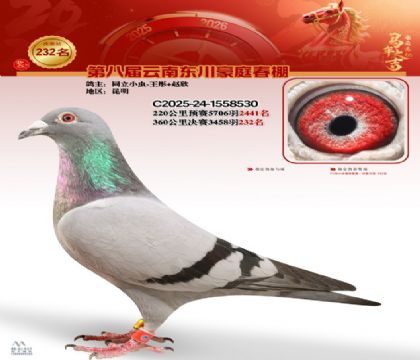 豪庭春棚决赛232名